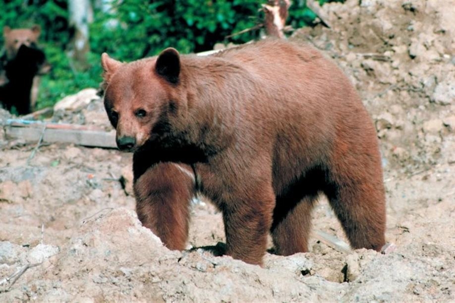 Oliver Lake Wilderness Lodge