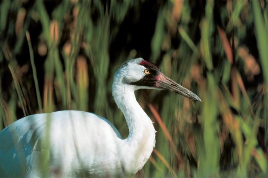 Last Mountain Lake National Wildlife Area