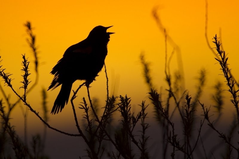 Last Mountain Lake National Wildlife Area