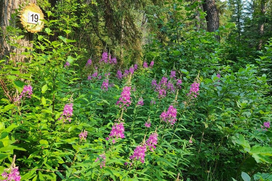 Pine Cree Regional Park