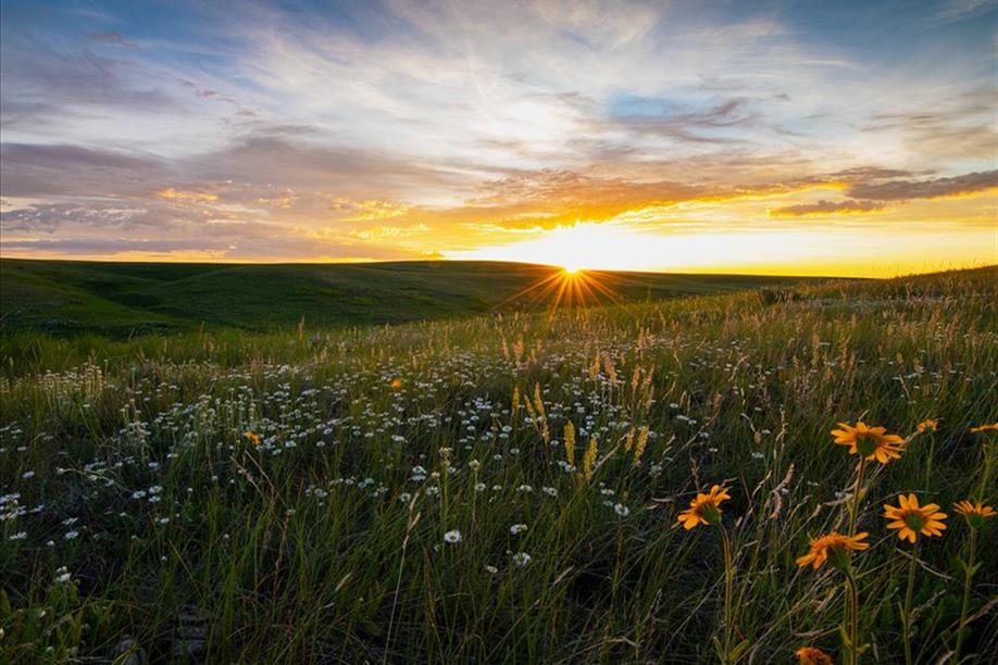 All in the Wild Gallery - Prairie Glow