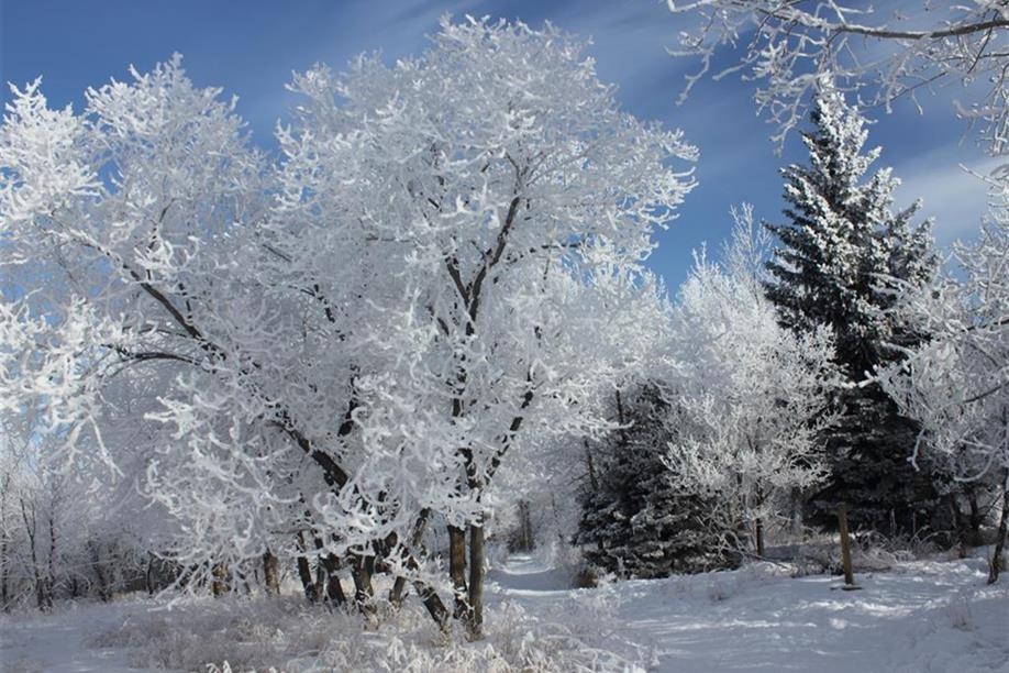 Richard St. Barbe Baker Afforestation Area; Phote: Julia Adamson