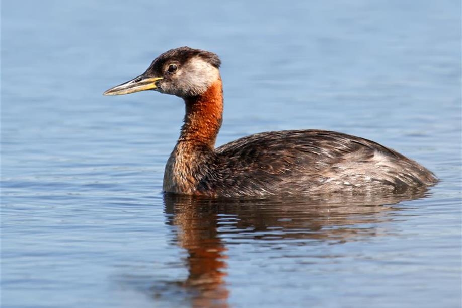 Richard St. Barbe Baker Afforestation Area