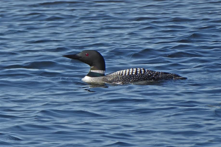 Reel North Outfitters