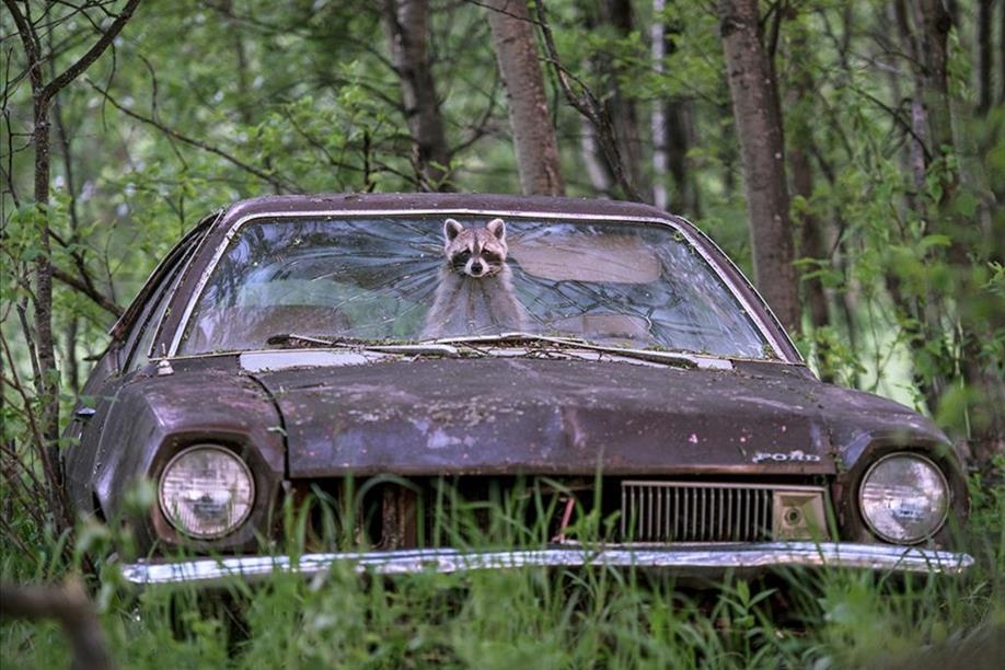 All in the Wild Gallery - Waskesiu