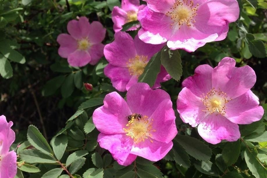 Roche Percee Campground