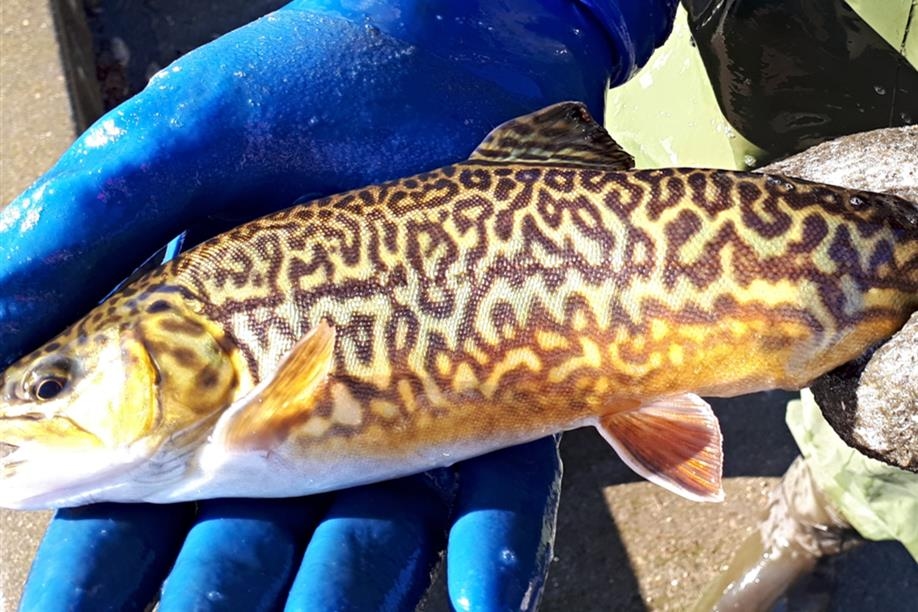 Saskatchewan Fish Hatchery