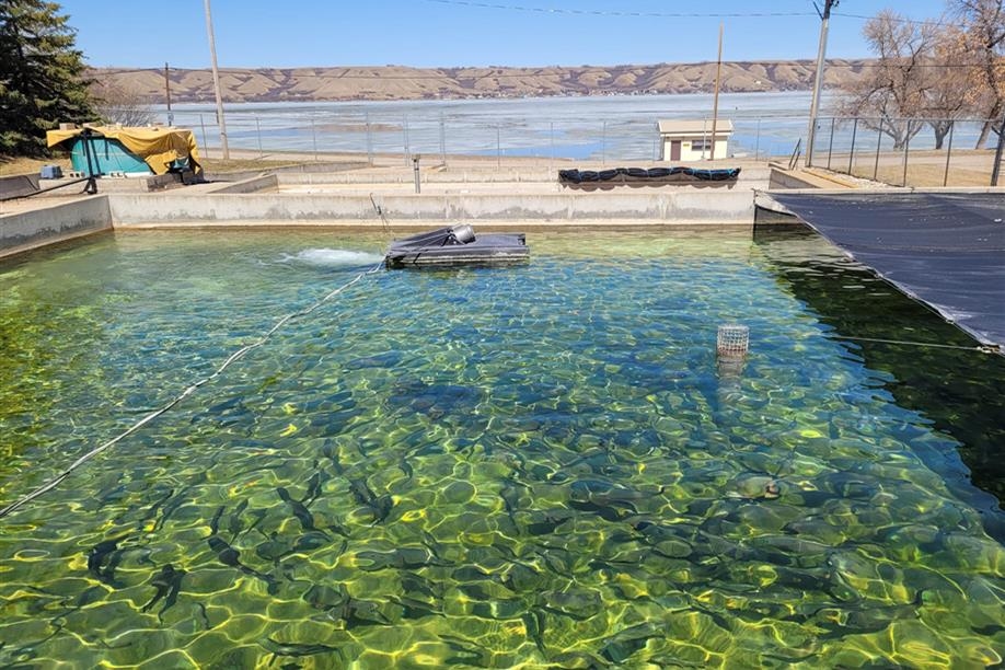 Saskatchewan Fish Hatchery