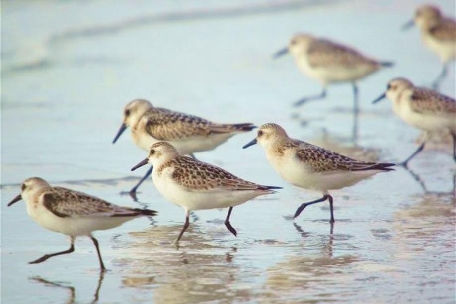 Chaplin Nature Centre - Sanderlings