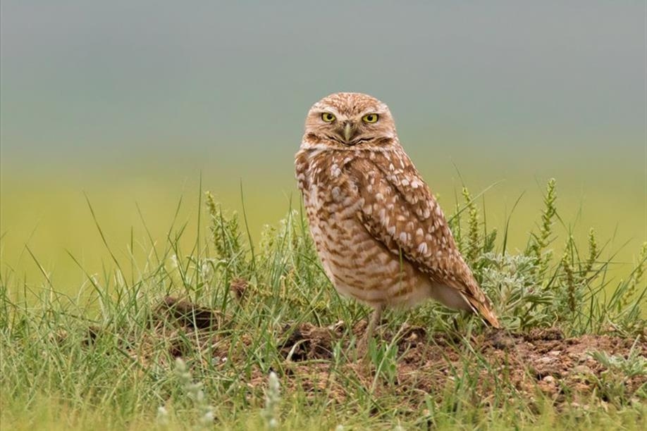 Saskatoon Custom Bird Tours