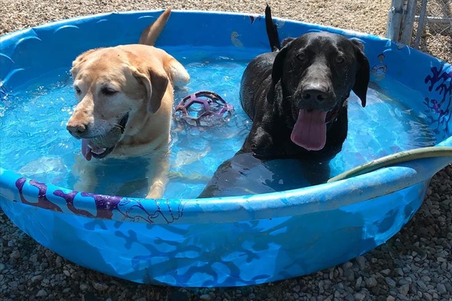 A Second Family Dog Lodge