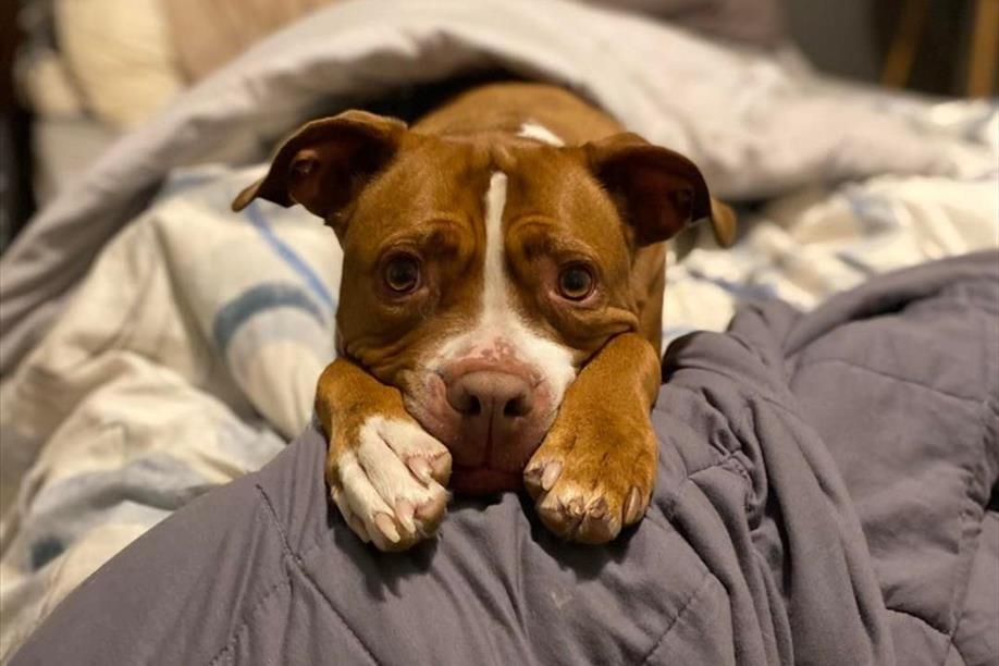 A Second Family Dog Lodge