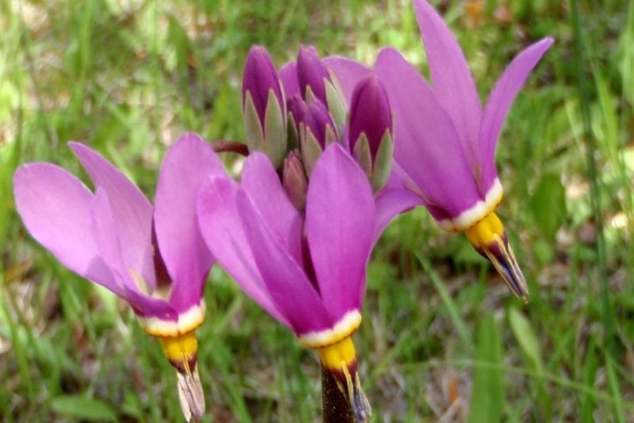 Saskatchewan Birding Trail - Prairie to Pine Corridor