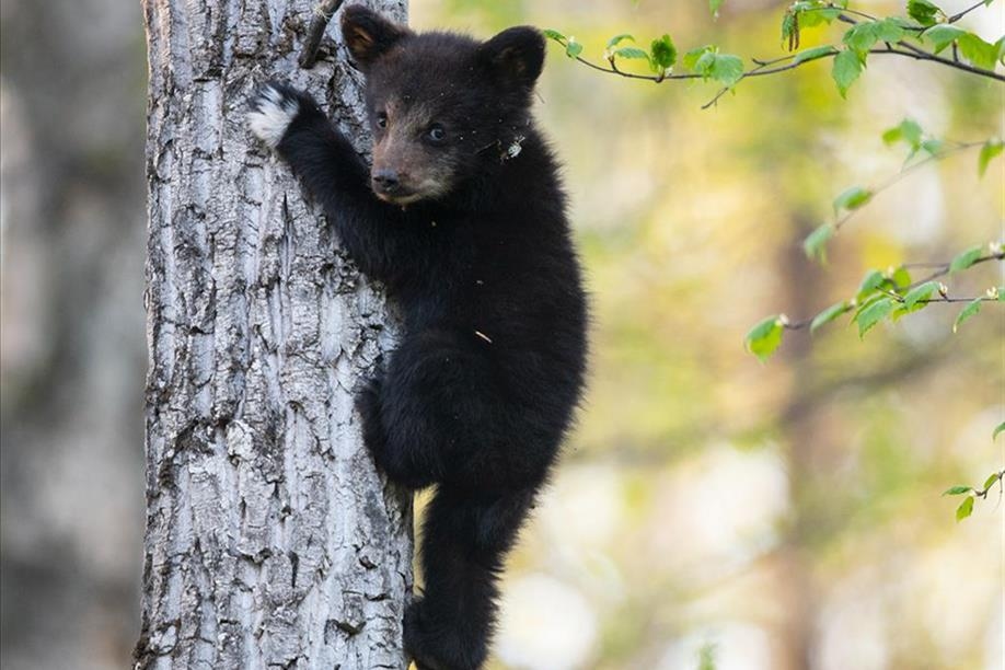 All in the Wild Gallery - Southpaw