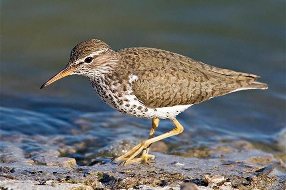 Chaplin Nature Centre - Spotted Sandpiper