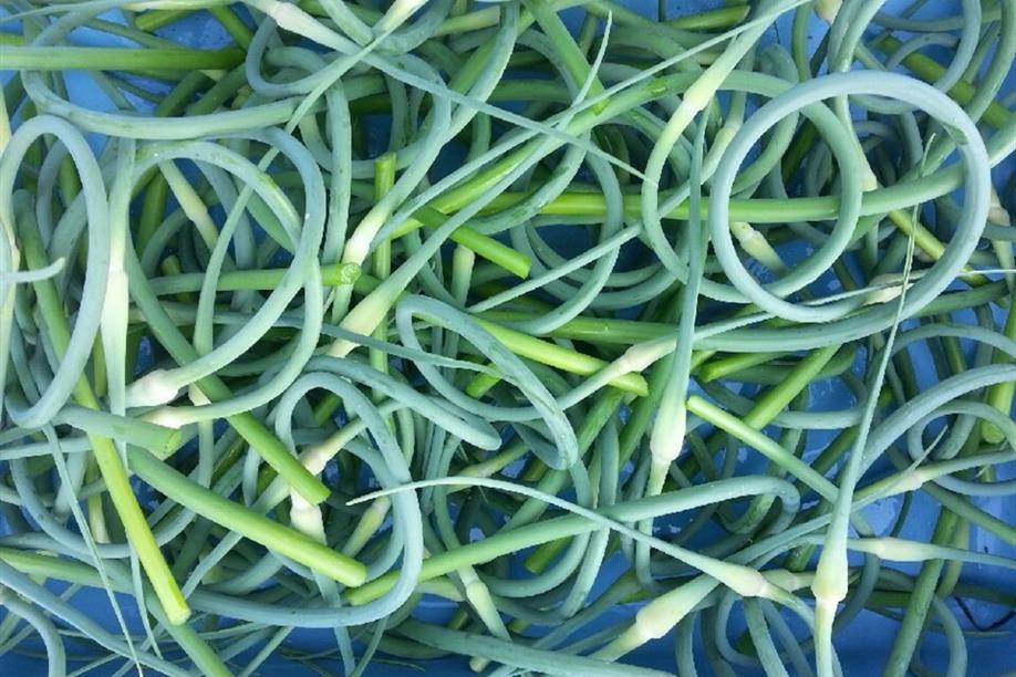 Spruce River Research Farm