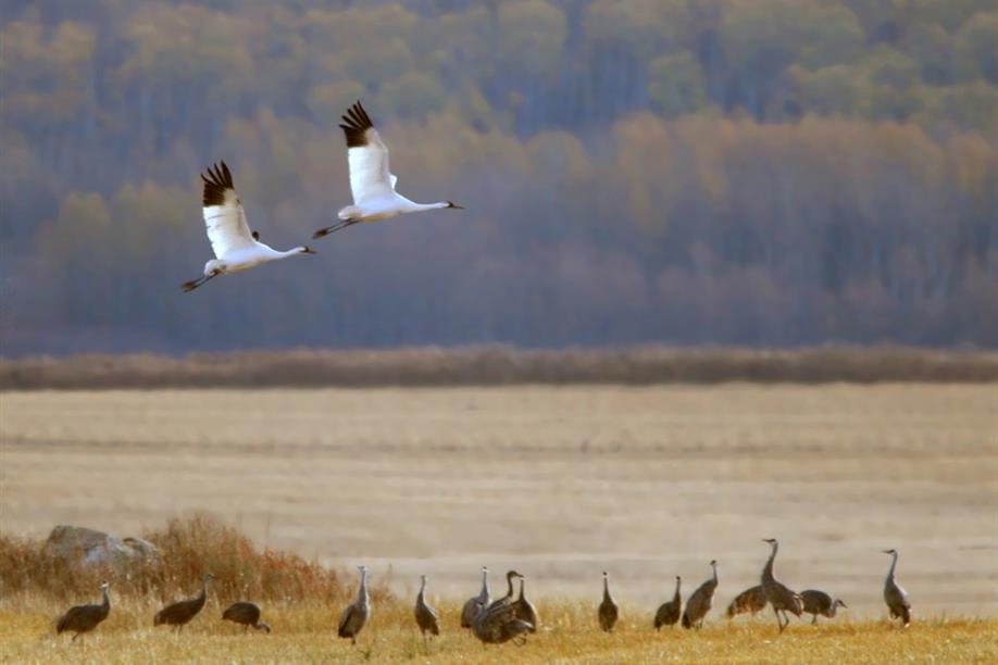 Saskatoon Custom Bird Tours