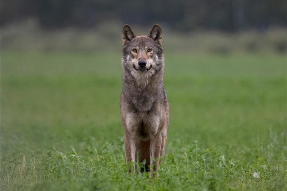 All in the Wild Gallery - Thankful Soul