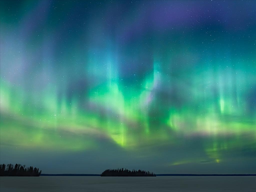 All in the Wild Gallery - The King's Crown