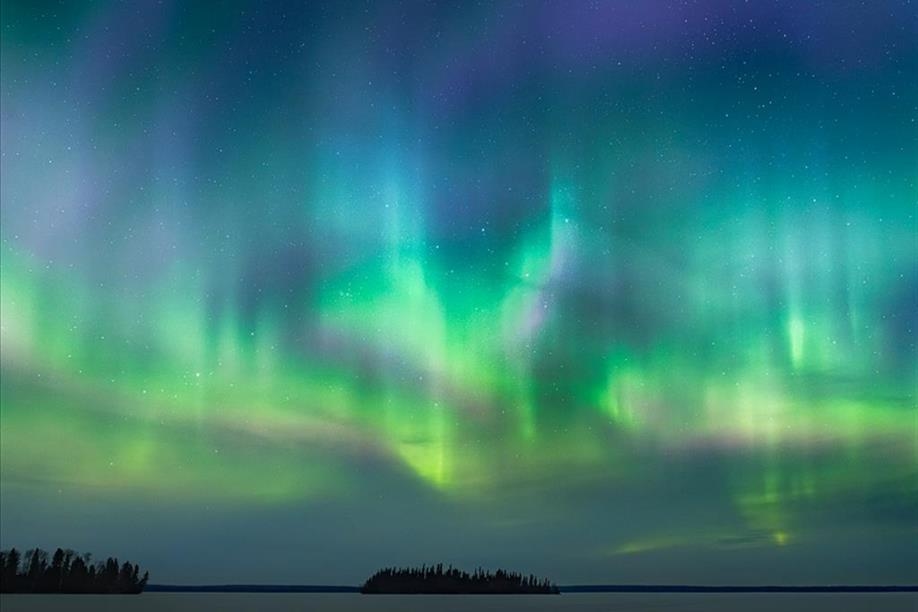 All in the Wild Gallery - The King's Crown