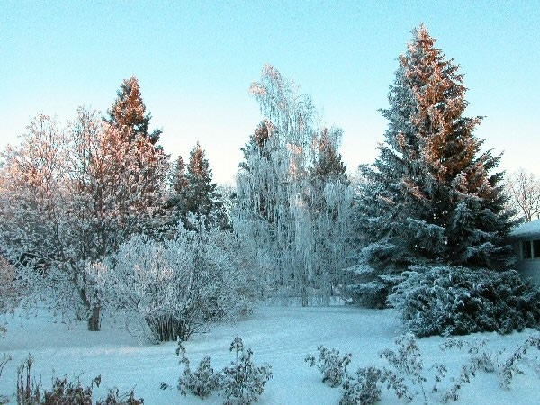 Frost adds beauty to our winters.