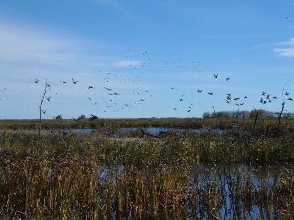 Just out of town we have water bodies which are home to thousands of birds.