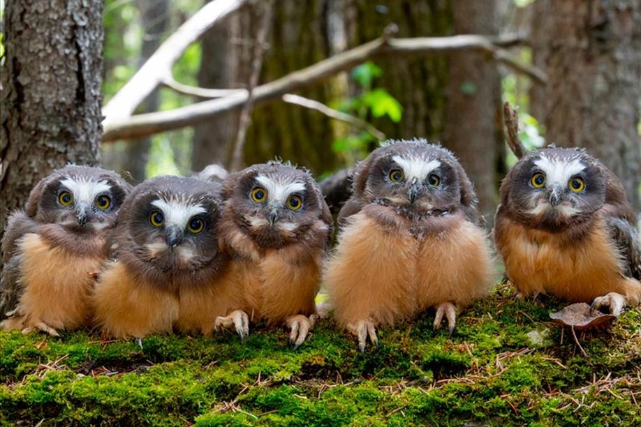 All in the Wild Gallery - We're Owl In This Together