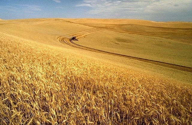 Yellow Grass Wheat Field