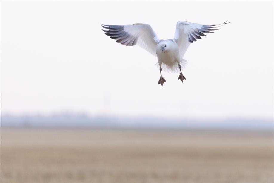 Thunderbird Outfitters