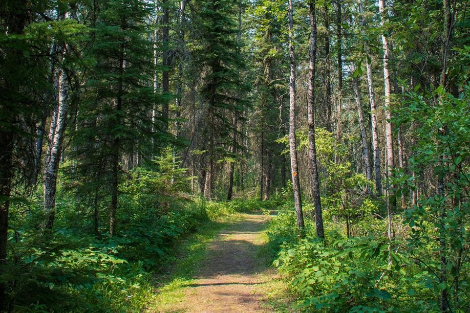 Aschim Homestead Heritage Forest
