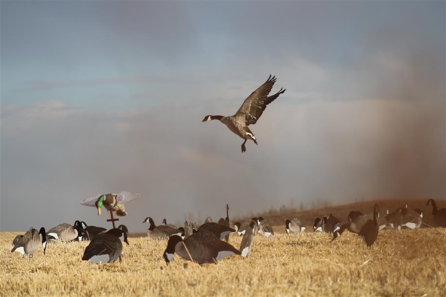 Aurora Skies Outfitting