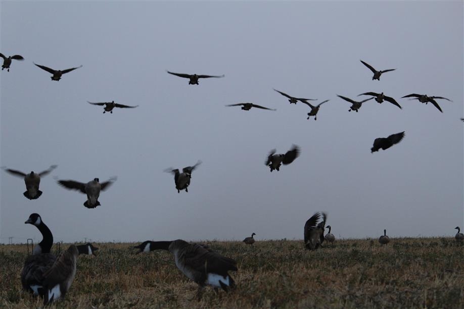 Aurora Skies Outfitting