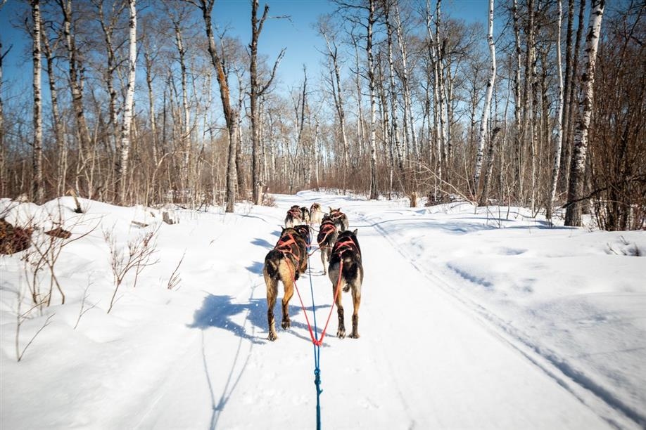 Campbell's Racing Sled Dogs