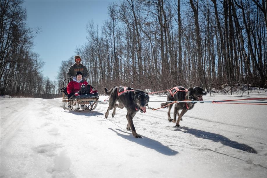 Campbell's Racing Sled Dogs