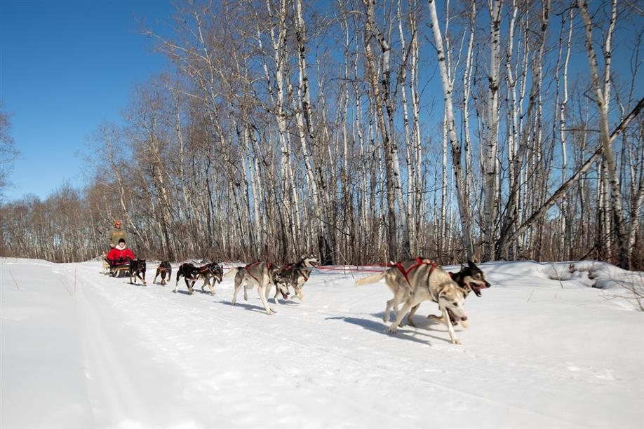 Campbell's Racing Sled Dogs