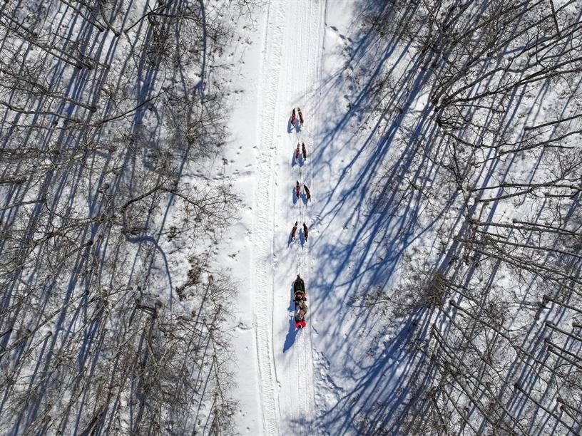 Campbell's Racing Sled Dogs