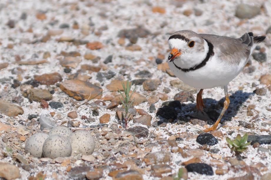 Chaplin Nature Centre