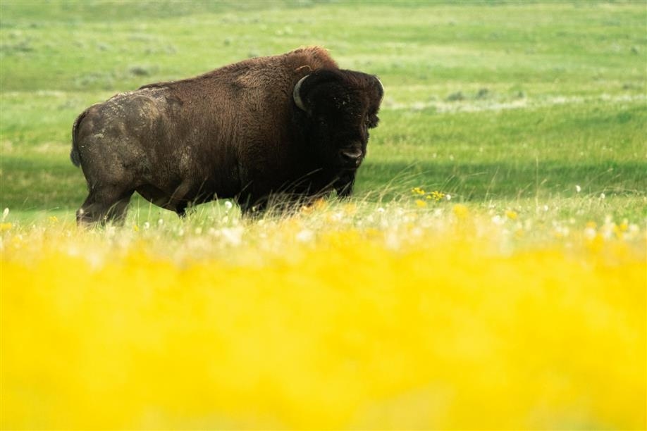 Ecotour Scenic Drive - Grasslands National Park West Block; Photo: Tourism Saskatchewan