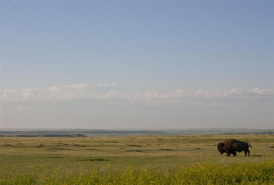 Grasslands National Park - Bison in West Block; Photo: Mooseworld Inc./Lee Friesen