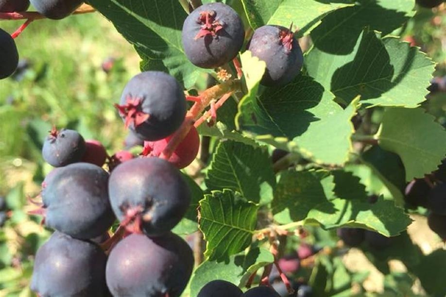U-pick Saskatoon berry patch