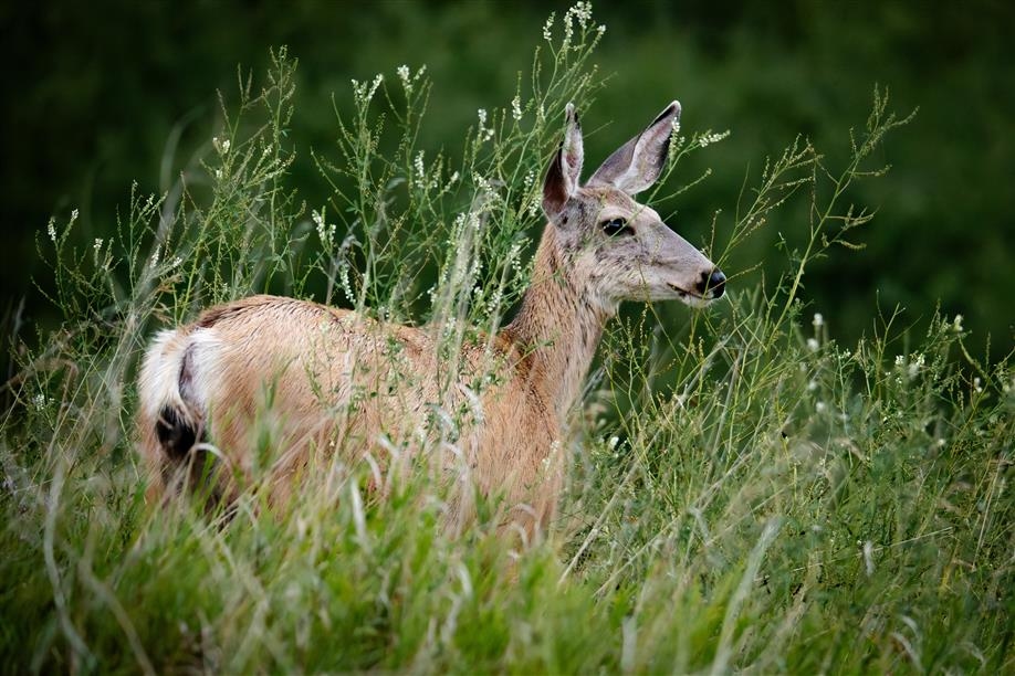The Battlefords Provincial Park