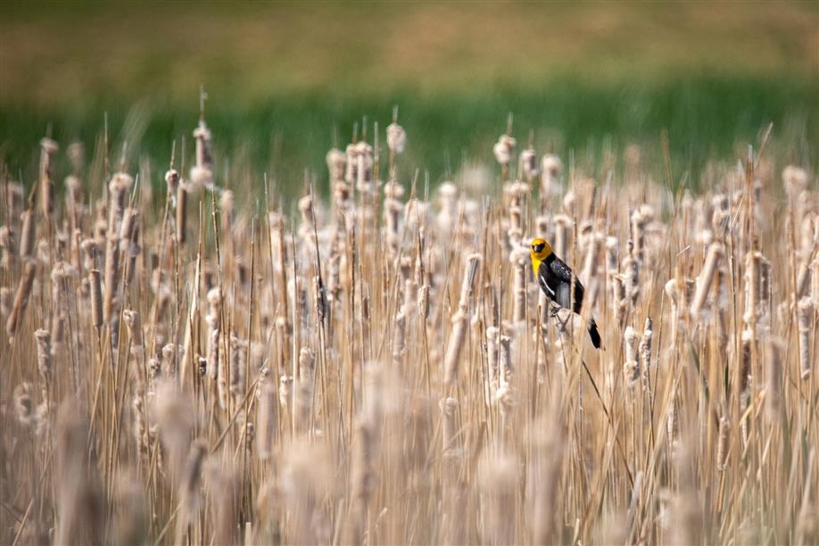 Nicolle Flats Interpretive Area