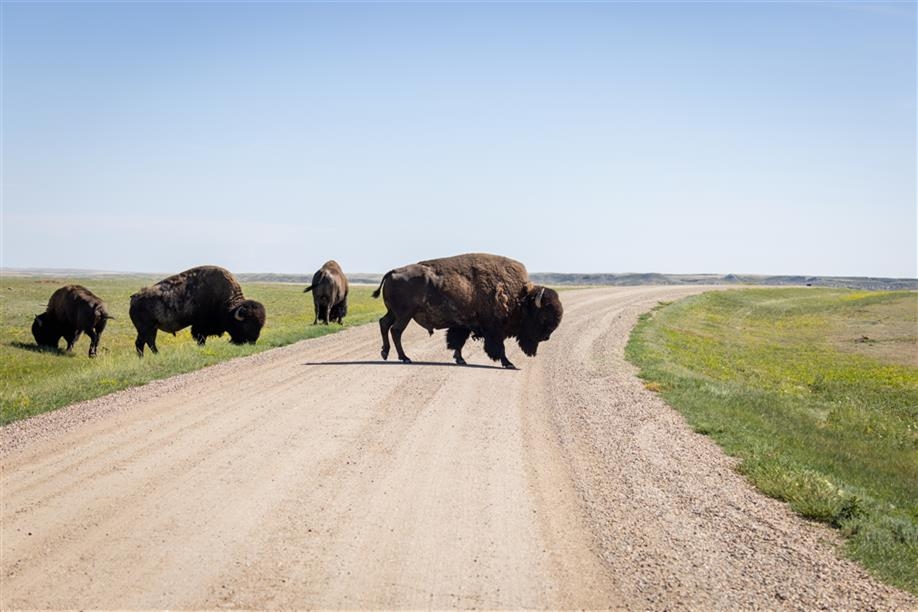 Ecotour Scenic Drive - Grasslands National Park West Block