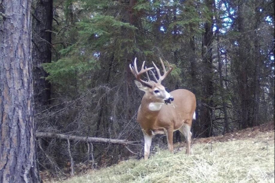 Northern Saskatchewan Wilderness Hunts