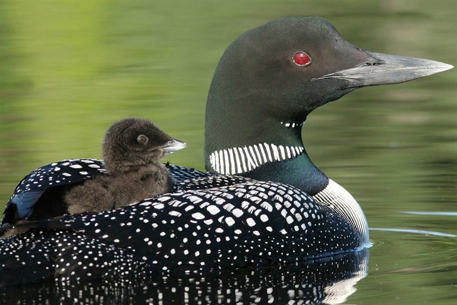 Volunteers are encouraged to take part in the annual loon survey at Prince Albert National Park; Photo: Parks Canada