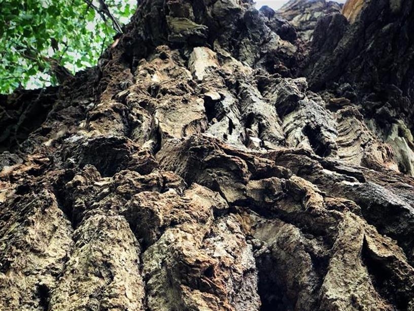 The Popoff Tree; Photo: Saskatchewanderer/Tourism Saskatchewan