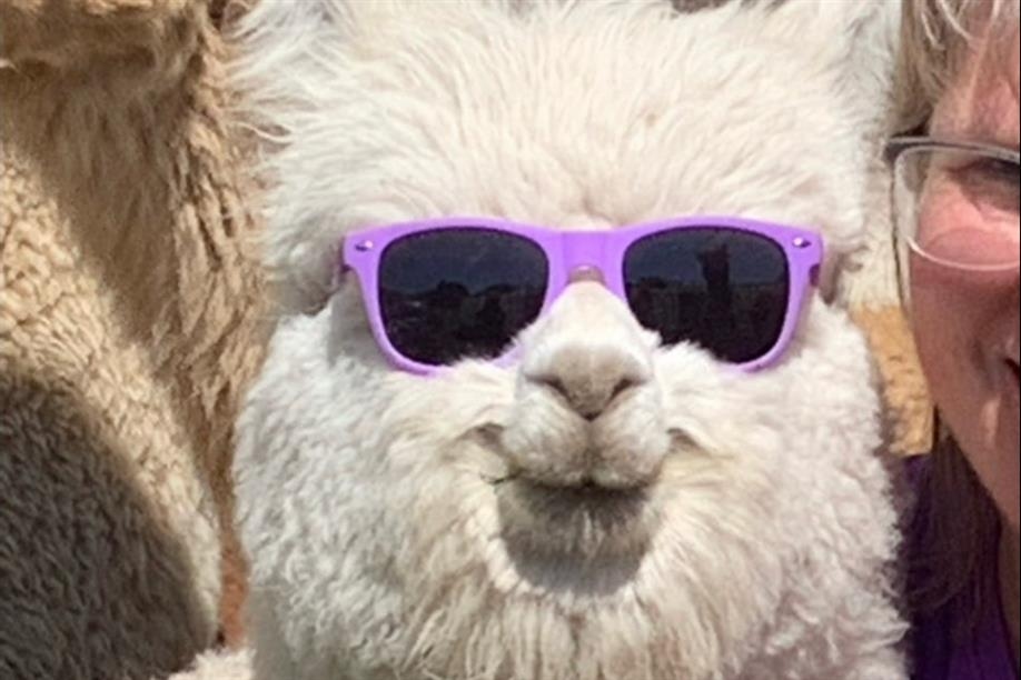 Prairie Fire Alpacas