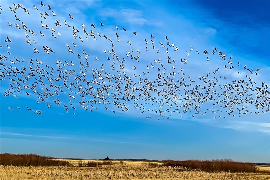 Quickload Waterfowl Outfitters Ltd