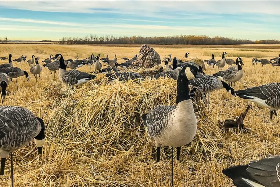 Quickload Waterfowl Outfitters Ltd
