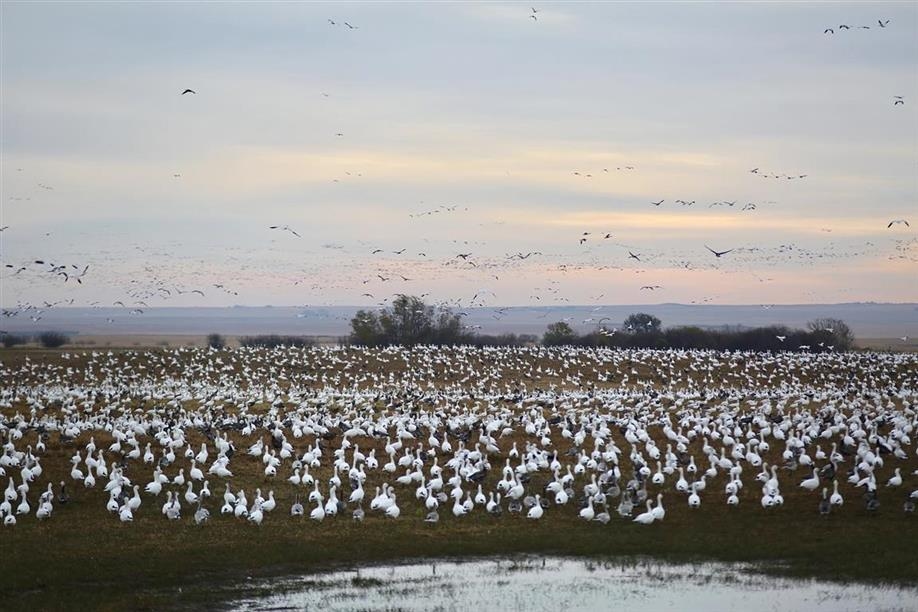 Quill Lakes Waterfowl Outfitters